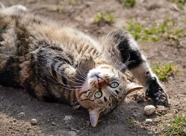 Melhores areias para gatos