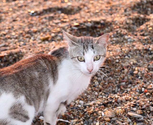 Melhores areias para gatos em 2024